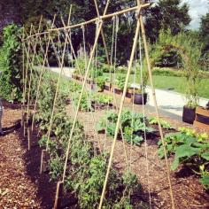 
                    
                        A string trellis is a simple, effective way to support a growing tomato plant. Here are 5 options to consider including in your garden.
                    
                