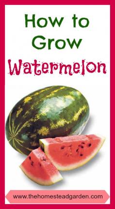 
                    
                        How to Grow Watermelon
                    
                
