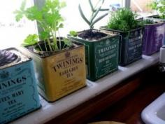 
                    
                        Tea tins for planters
                    
                