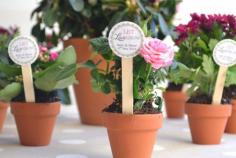 
                    
                        DIY Potted plants as wedding favors
                    
                