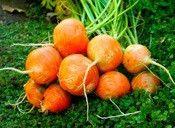 
                    
                        Parisienne Carrot:  70 days.   ROUND Carrots! Small, round carrots that are very popular in France.  Tender, orange globes are superb lightly steamed. Easy to grow even in heavy soils. This little carrot is great for home and market gardens, as this variety is fairly uniform. Contains approx 100 heirloom seeds
                    
                