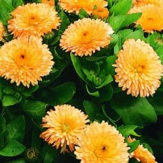 
                    
                        Daisy-like calendula provides easy color from late fall through spring in mild-winter climates, and are long lasting in a vase.
                    
                
