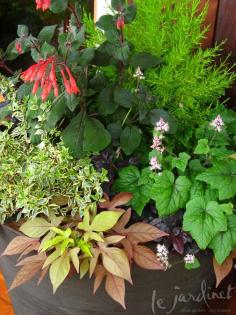 
                    
                        A shade loving Tiarella offers pretty foliage as well as white flowers
                    
                