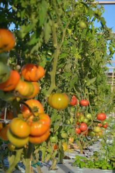 
                    
                        Friendly Aquaponics, The worlds most sustainable food production system.
                    
                