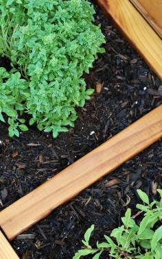 
                    
                        Boxwood basil
                    
                