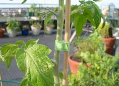 
                    
                        Velcro straps can be used to tether plants
                    
                