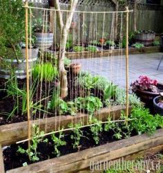 
                    
                        chicken wire climbing vine | An alternative bamboo and string trellis vertical support for peas
                    
                