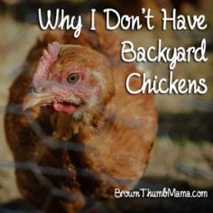
                    
                        10 Reasons Why I Don’t Have Backyard Chickens: BrownThumbMama.com
                    
                