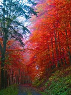 
                    
                        Autumn Forest, Saxony, Germany
                    
                