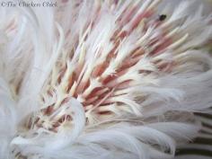 
                    
                        emerging pin feathers contain a blood-filled vein that can attract unwanted attention from other birds.
                    
                
