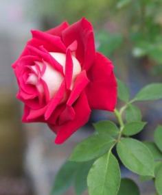 
                    
                        On the internet there are gorgeous photos of rose blooms, some colored like the rainbow! Be careful when adding these to your gardens though. What you get may not be anything like the photos, such as the Osiria hybrid tea rose. Click here to learn more.
                    
                