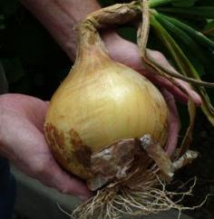 
                    
                        Ailsa Craig Onion: 95 days. Long day type. Very well-known globe-shaped heirloom onion that reaches really huge size--5 lbs is rather common! The skin is a pale yellow and the flesh is relatively mild and sweet, so is recommended for fresh use—not a storage type. Introduced in 1887 by David Murray, gardener for the Marquis of Ailsa, at Culzean Castle in Maybole, South Ayrshire, Scotland. Contains approx. 100 heirloom seeds
                    
                