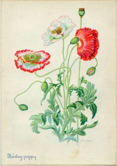 
                    
                        Shirley Poppies Vintage Illustration by Edith Johnston from A Book Of Garden Flowers.
                    
                