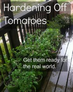 
                    
                        Hardening off tomatoes before tossing them out in the garden is important... don't skip it!  What exactly does “hardening off” mean anyway?  simplycanning.com...
                    
                