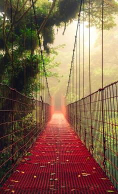 
                    
                        Suspension bridge in the Monteverde Cloud Forest Reserve of Costa Rica • photo: Mikael Kvist on Getty Images
                    
                