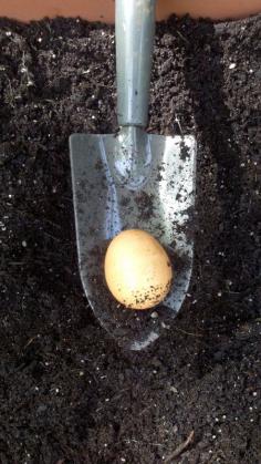 
                    
                        Try planting a whole raw egg or eggshells deeply in the hole before planting your tomato plant.
                    
                