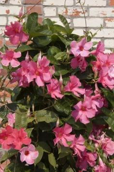 
                    
                        Mandevilla Blooming Season: How Long Do Mandevillas Flower - When does mandevilla vine bloom? How long do mandevillas flower? All good questions, and the answers depend on a number of factors. Read this article for specific information about the mandevilla blooming season. Click here to learn more.
                    
                