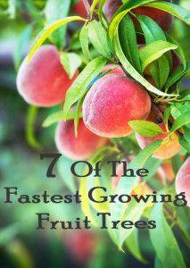 
                    
                        7 of the fastest growing fruit trees.
                    
                