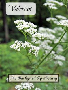 
                    
                        The Backyard Medicine Cabinet - Valerian
                    
                