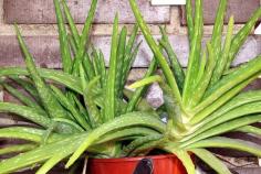 
                    
                        How to Care For Aloe-Vera Plants
                    
                