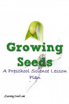 
                    
                        Do you want your preschooler to learn about seeds? Try this preschool science lesson plan for growing seeds
                    
                