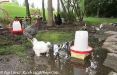 
                    
                        I have always known that my chickens need clean, fresh water, but I never knew the scope of its importance until recently when researching some questions I had on the subject. The following is the essence of what I learned about chickens' water needs.
                    
                