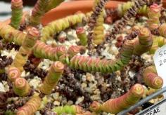 
                    
                        Worm Plant Care: How To Grow A Jade Necklace Worm Plant -  Crassula marnieriana is one of the most unique with vertical stacked thick leaves adorned on the edges with blushed pink. Take a look at this article for a few tips on how to grow a jade necklace so you can enjoy this interesting plant.
                    
                