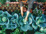 
                    
                        8 Helpful Tips from ALL YOU Readers for Growing a Successful Garden
                    
                