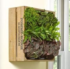 
                    
                        Using wine crates is a cheap and easy way to incorporate hanging planters into your home!
                    
                