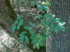 
                    
                        Claret Ash Care: Information On Claret Ash Growing Conditions - Homeowners love the claret ash tree for its fast growth and rounded crown of dark, lacy leaves. Before you start growing claret ash trees, be sure your backyard is big enough. Read this article for more claret ash tree information.
                    
                