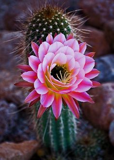 
                    
                        Pink Cactus
                    
                