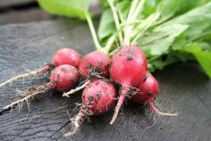 
                    
                        Plant Radishes in Every Corner of Your Garden and perfect for all levels of gardening abilities.
                    
                