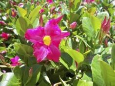 
                    
                        Mandevilla Ground Cover: How To Use Mandevilla Vines For Ground Covers - A mandevilla vine can scramble over a slope as fast as it can climb a trellis, especially in areas where it is difficult to plant grass. Read this article for information about using mandevilla vines for ground covers.
                    
                