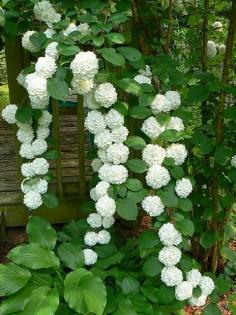 
                    
                        Climbing hydrangea....just lovely
                    
                