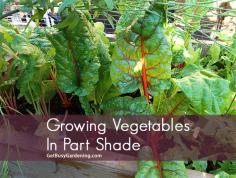 
                    
                        Want to grow your own food, but don't have a sunny spot in your yard? No problem! You still have a ton of options for Growing Vegetables In Part Shade... #veggiegarden #gardenplanning #getbusygardening
                    
                