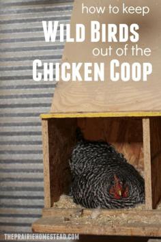 
                    
                        How to Keep Wild Birds out of the Chicken Coop
                    
                