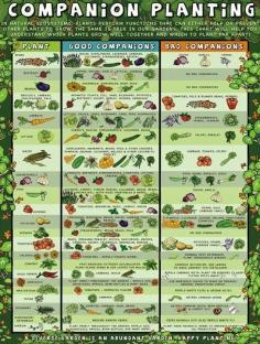 
                    
                        Companion planting: Which plants work well with each other and which dont.
                    
                