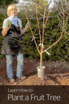 
                    
                        How to Plant a Fruit Tree
                    
                