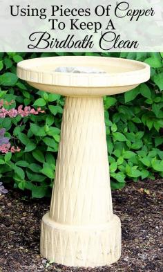 
                    
                        Using copper in your birdbath to keep it cleaner for longer.  It really works!
                    
                