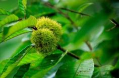 
                    
                        What Are Chinese Chestnuts: How To Grow Chinese Chestnut Trees - Many gardeners growing Chinese chestnuts do so for the nutritious, low-fat nuts, but the tree itself is attractive enough to be an ornamental. Read this article to learn how to grow Chinese chestnut trees. Click here for more info.
                    
                