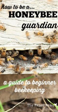 
                    
                        How to Be a Honeybee Guardian: A Guide to Beginner Beekeeping
                    
                
