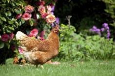 
                    
                        Backyard Garden Chickens: Tips On Raising Chickens In Your Garden - When you first start researching backyard garden chickens, it will seem overwhelming. Don’t let this stop you. Raising chickens in your garden is easy and entertaining. This article will help get you started in chicken keeping for beginners.
                    
                