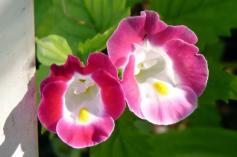 
                    
                        Container Shade Gardening Torenia
                    
                