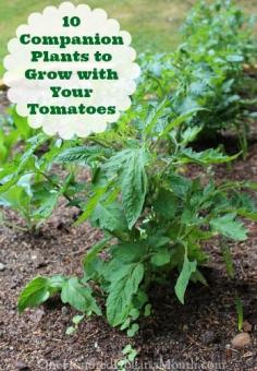
                    
                        10 Companion Plants to Grow with Your Tomatoes
                    
                