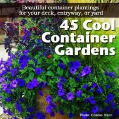 
                    
                        45 Cool Container Gardens For Your Deck, Entryway or Yard
                    
                