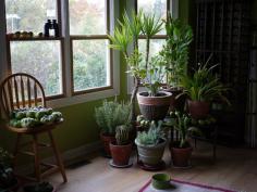 
                    
                        Fill your #home with beautiful #houseplants. www.organicauthor...
                    
                