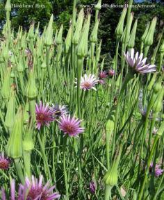 
                    
                        Salsify Plants - The Self Sufficient HomeAcre
                    
                