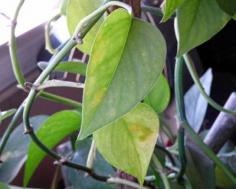 
                    
                        Pothos Leaves Turning Yellow: What To Do For Yellow Leaves On Pothos - Pothos is the perfect plant for the brown-thumb gardener, or anyone who wants an easy care plant. When you see those pothos leaves turning yellow, you’ll know something is wrong with your plant. This article can help with that.
                    
                