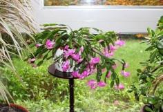
                    
                        Growing Christmas Cactus Outdoors: Can Christmas Cactus Be Outside -  Can I plant my Christmas cactus outside, you ask? Growing Christmas cactus outdoors is possible only in USDA plant hardiness zones 9 and above. This article has more information on Christmas cactus care outdoors. Click here.
                    
                