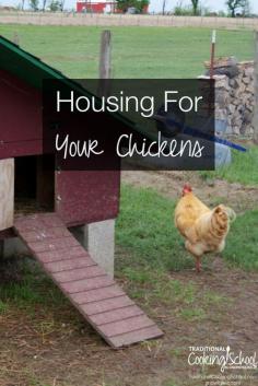 
                    
                        Housing for Your Chickens | If you've gone "coop shopping" or spent hours browsing chicken coops on Pinterest like I have, you know that chicken housing can be as simple as a reclaimed child’s playhouse or as elaborate as a small mobile home. It all depends on your goals and the time and resources you are willing to invest in the project. Here are the most important things we've learned about chicken coops over the years. | TraditionalCookin...
                    
                